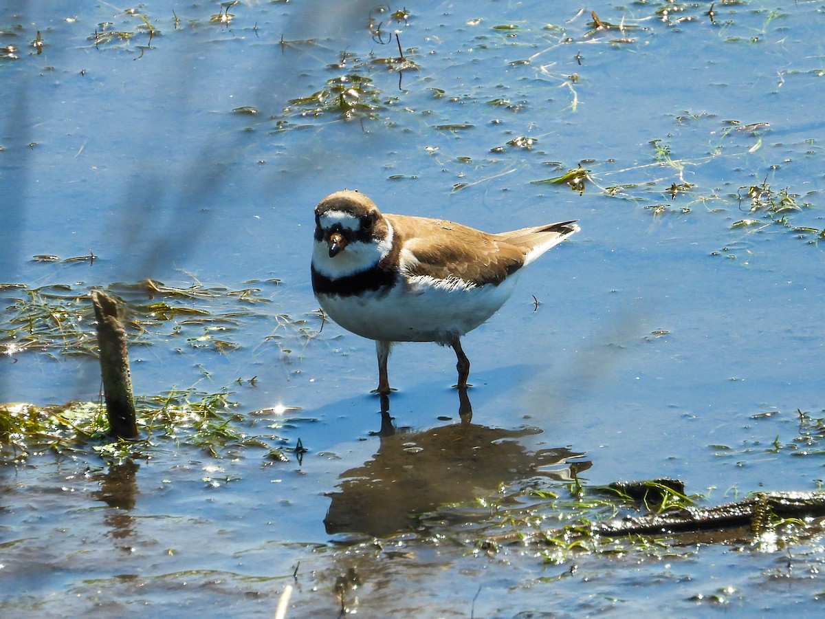 Semipalmated Plover - ML619314346