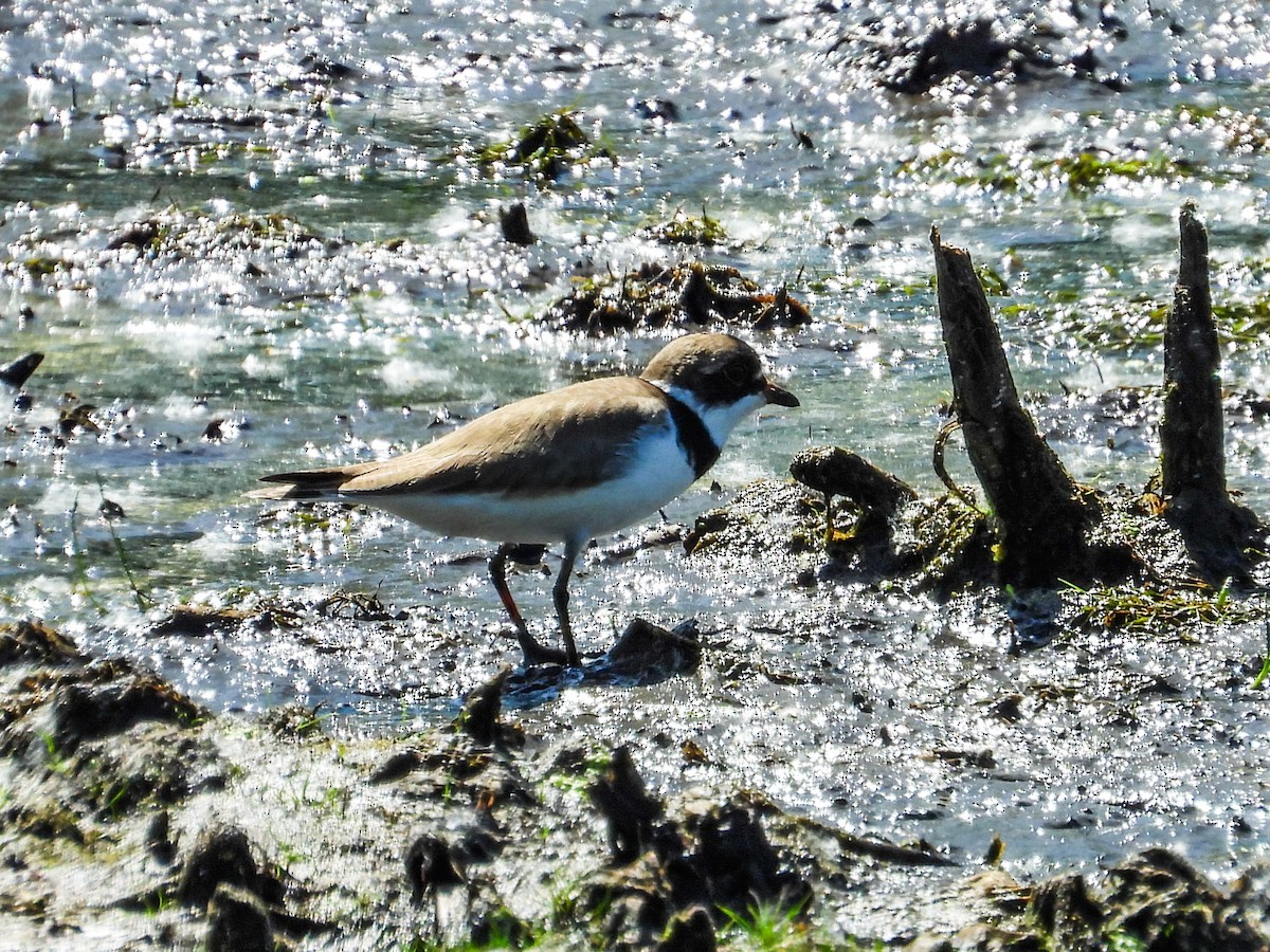 Semipalmated Plover - ML619314347