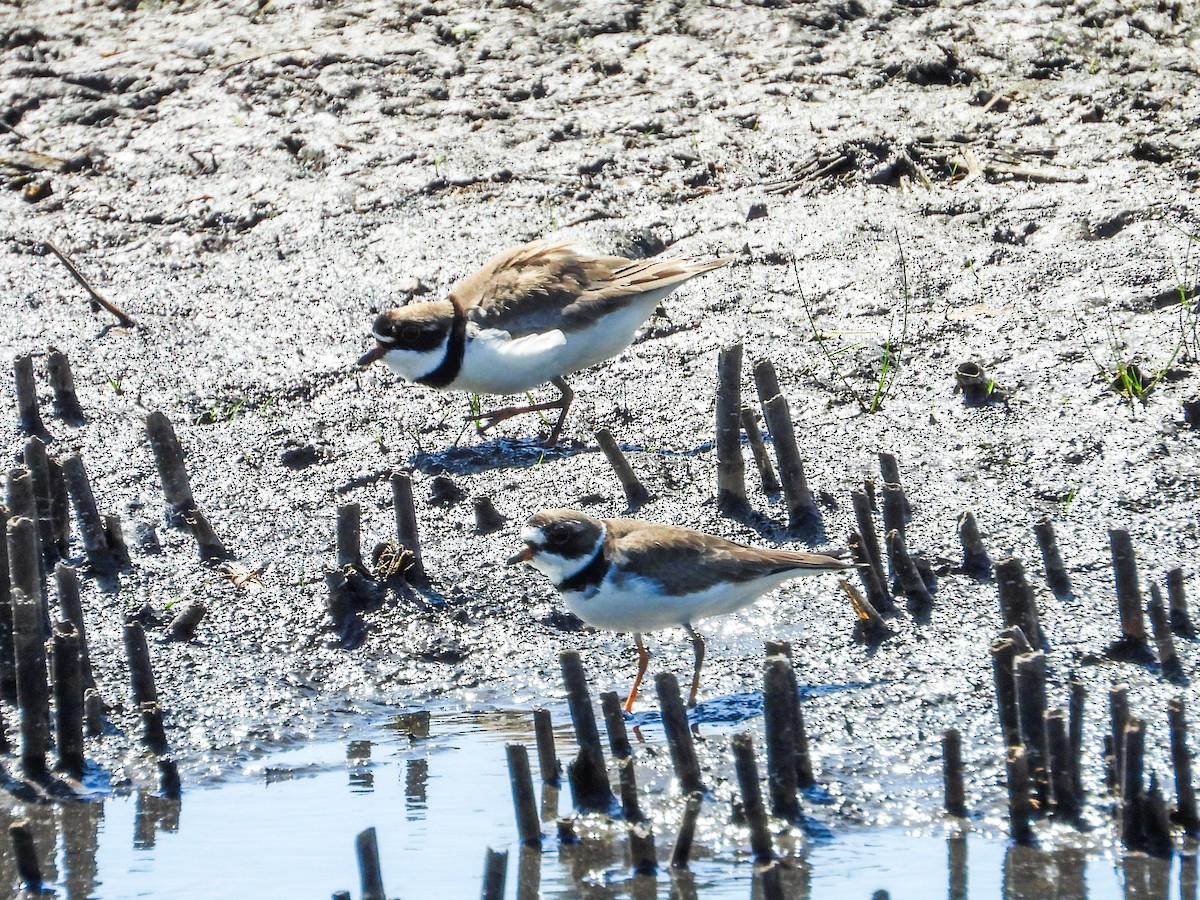 Semipalmated Plover - ML619314348