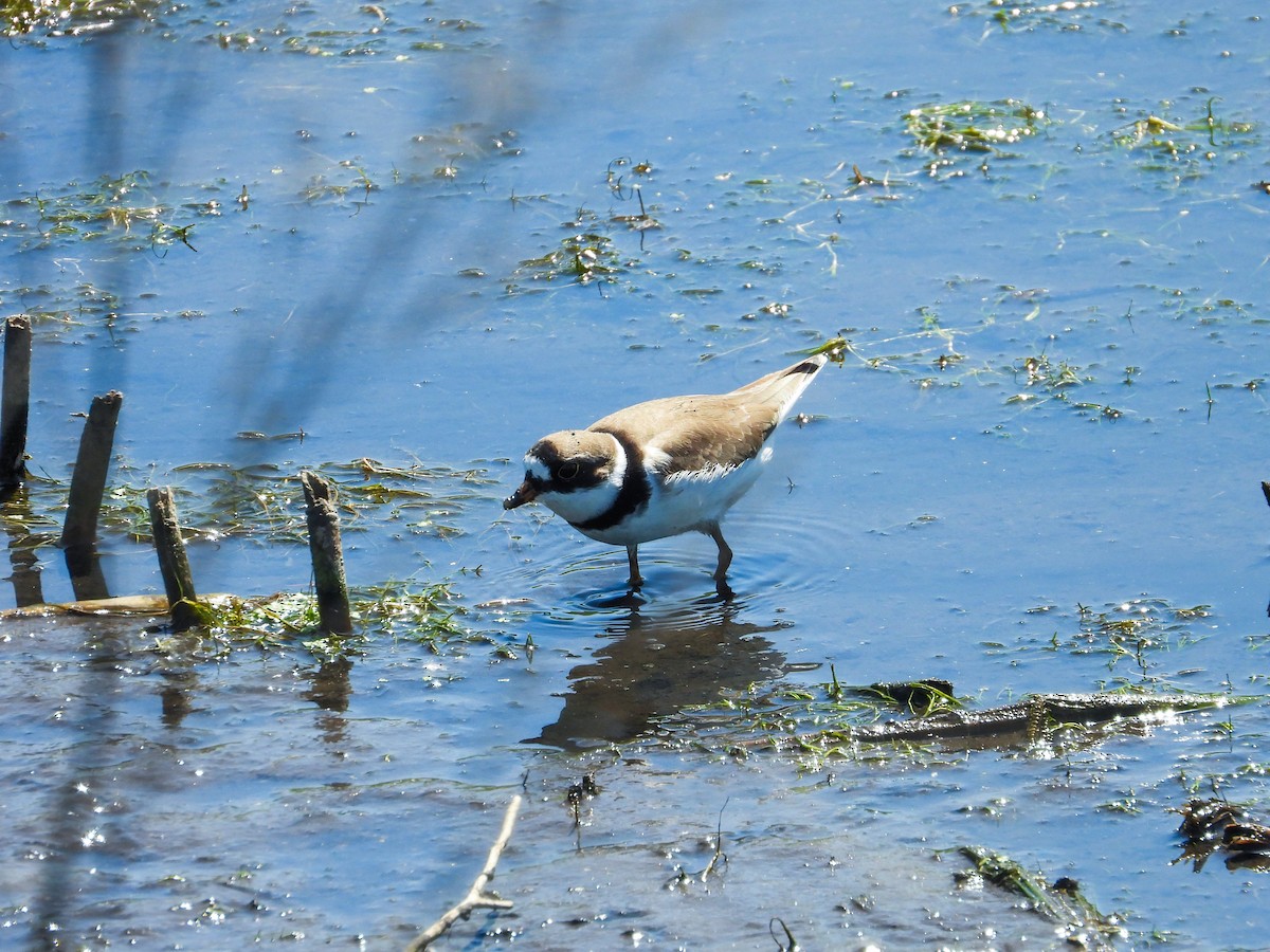 Semipalmated Plover - ML619314349