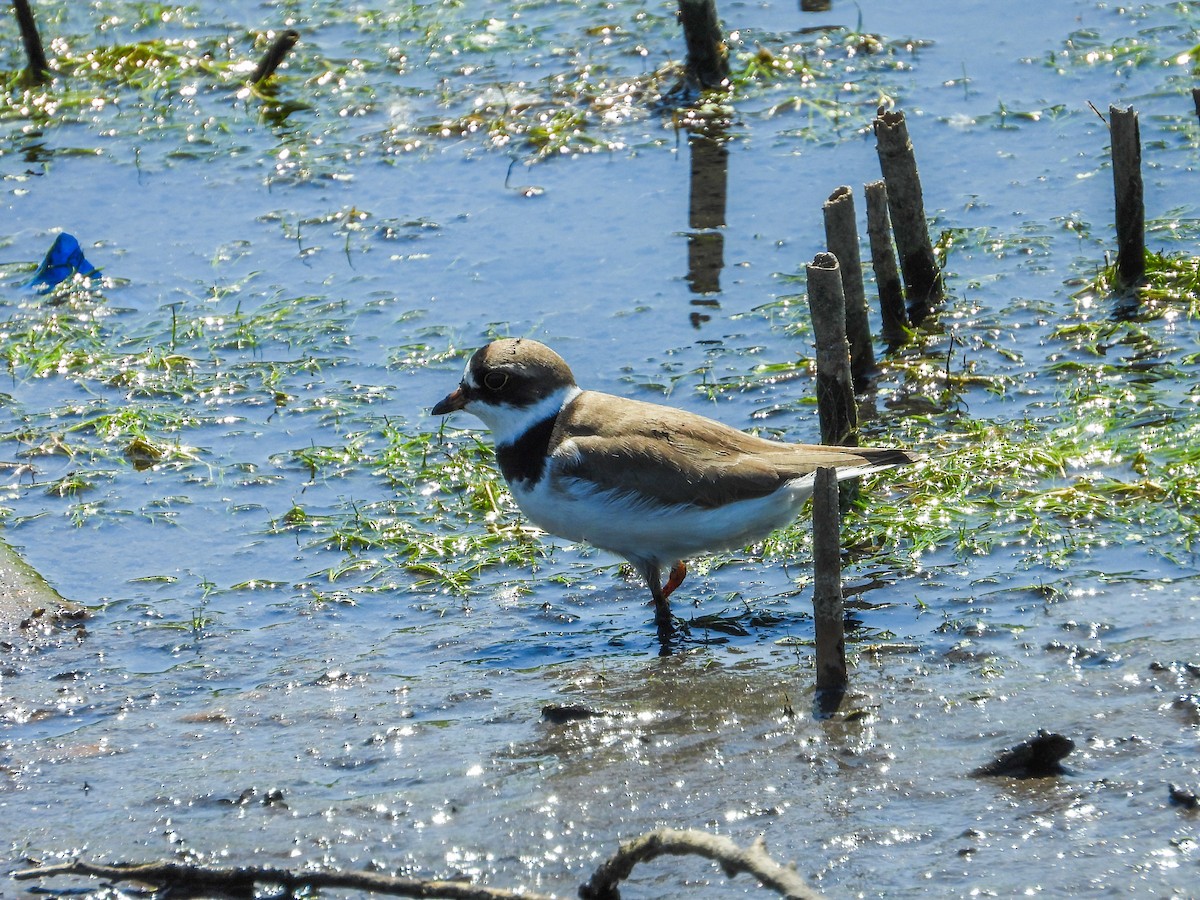 Semipalmated Plover - ML619314350
