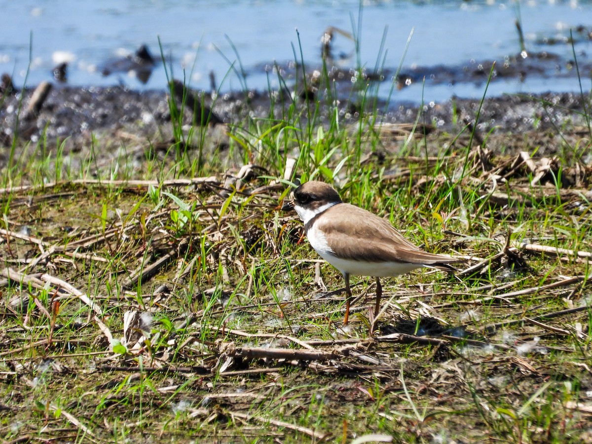 Semipalmated Plover - ML619314351