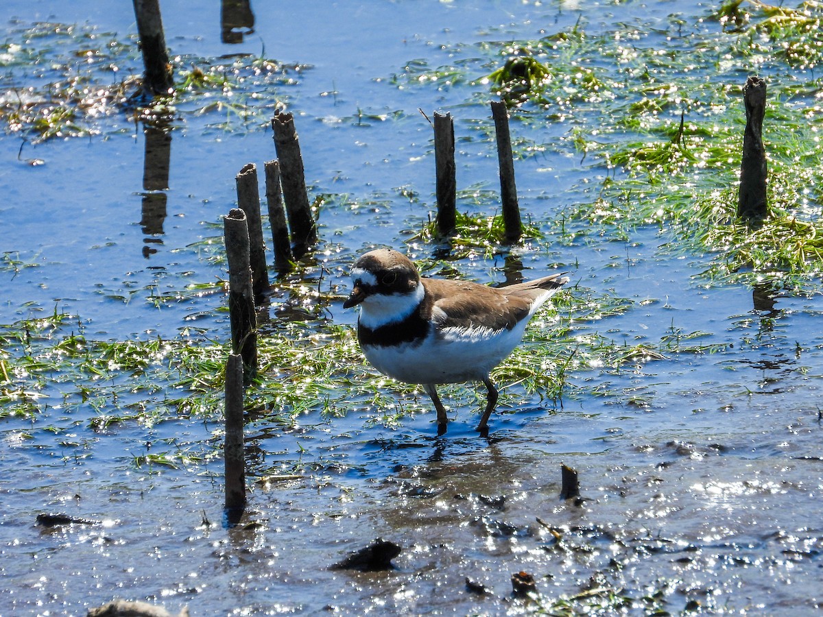 Semipalmated Plover - ML619314352