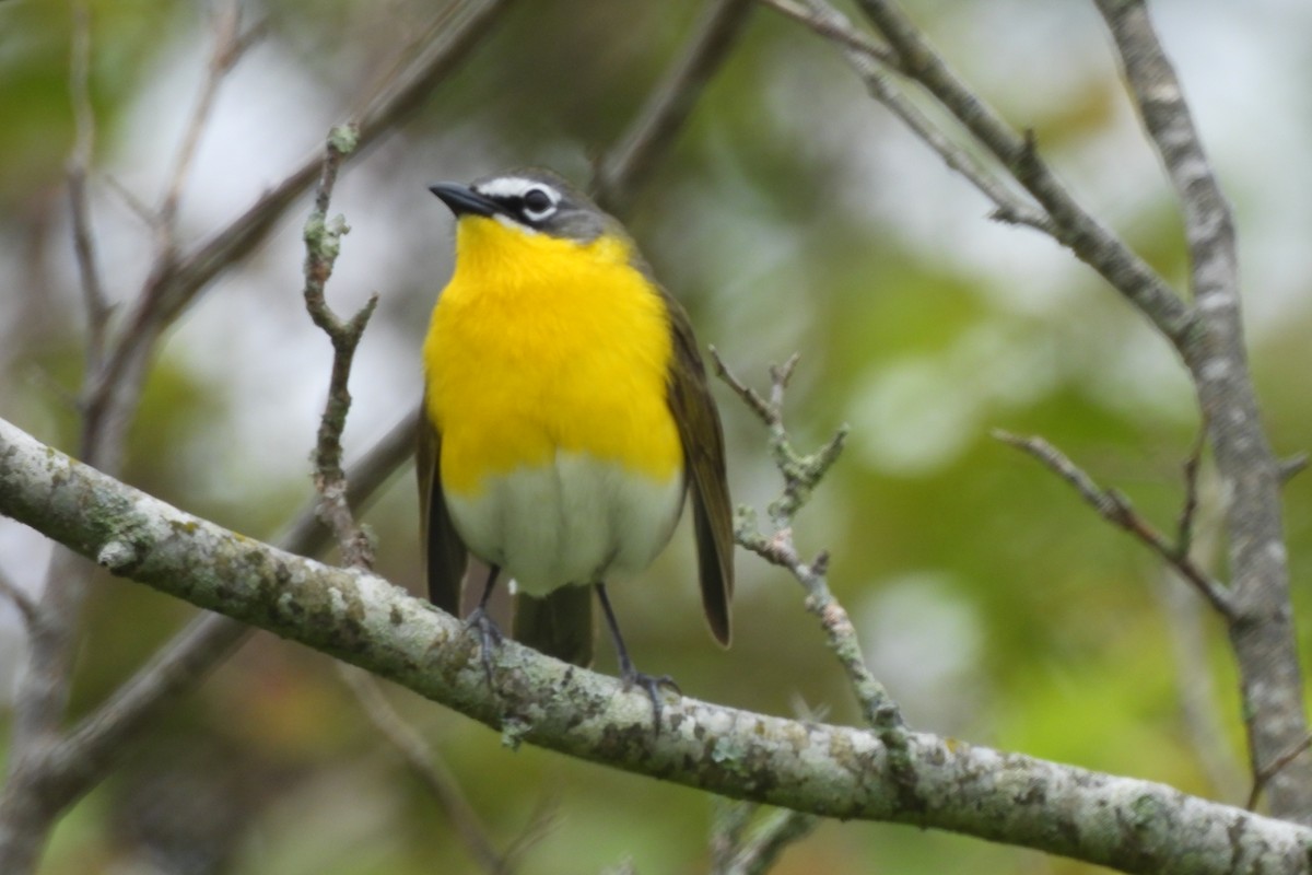 Yellow-breasted Chat - ML619314417