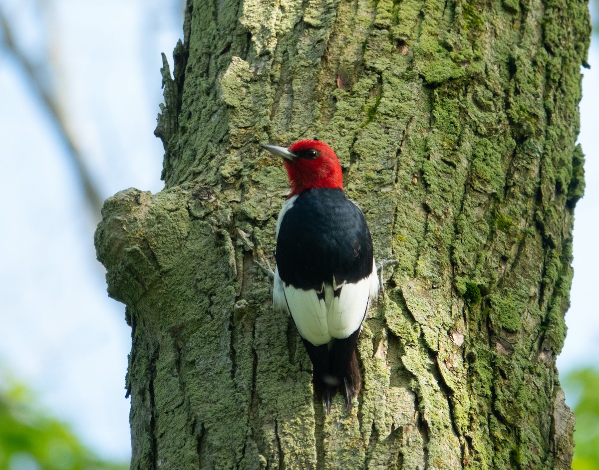 Red-headed Woodpecker - ML619314432