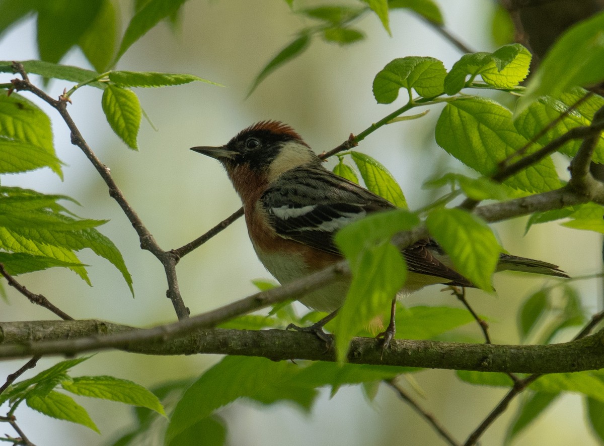 Bay-breasted Warbler - ML619314470