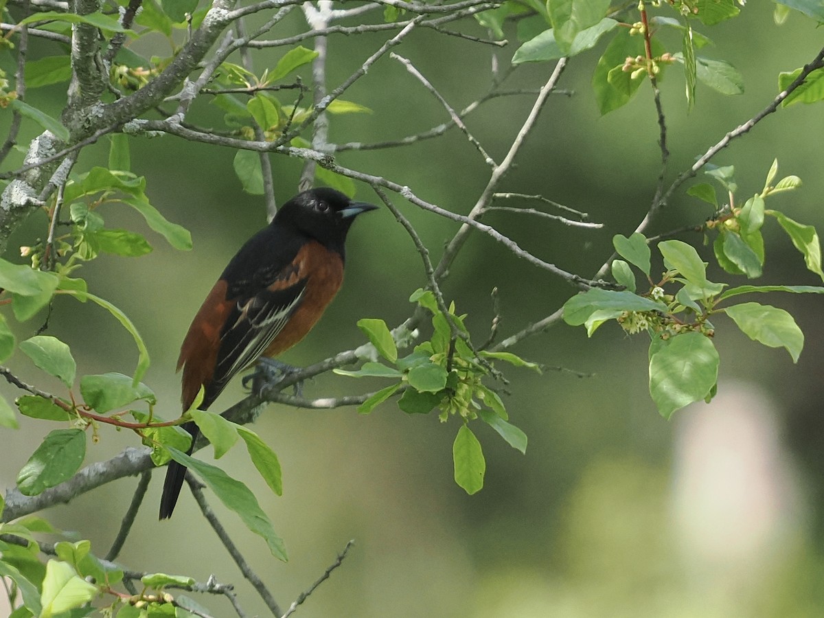 Orchard Oriole - ML619314508