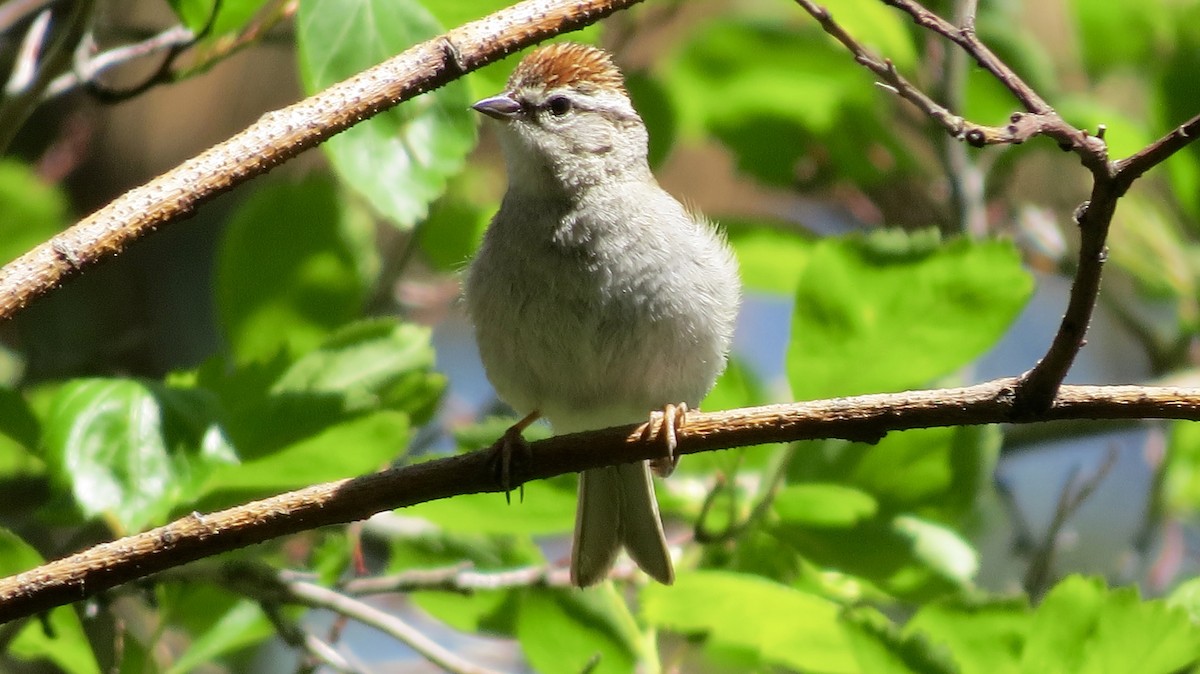 Chipping Sparrow - ML619314583