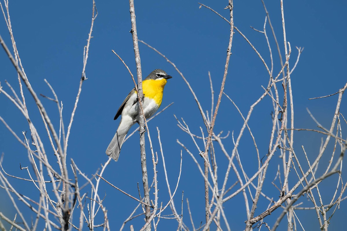 Yellow-breasted Chat - ML619314589