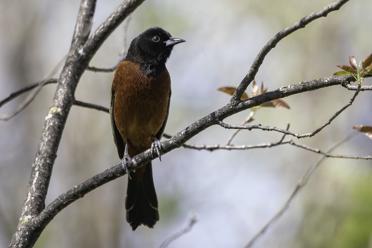 Orchard Oriole - ML619314610