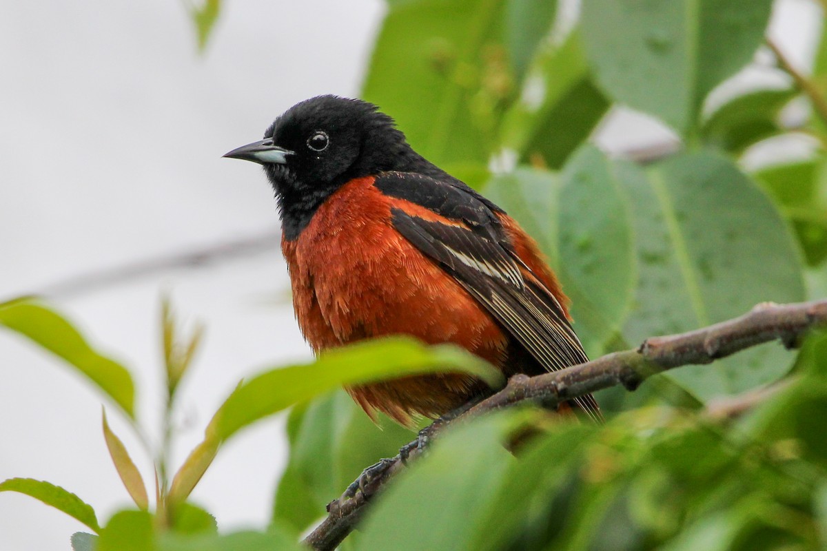 Orchard Oriole - ML619314632