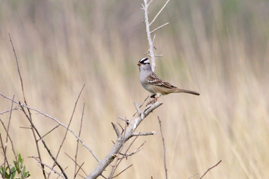 White-crowned Sparrow - ML619314672