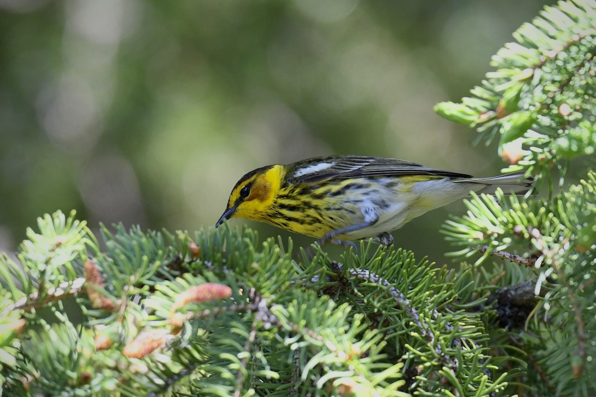Cape May Warbler - ML619314685