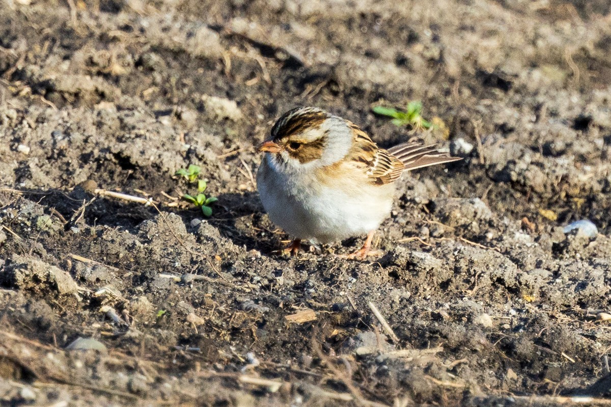 Clay-colored Sparrow - ML619314694