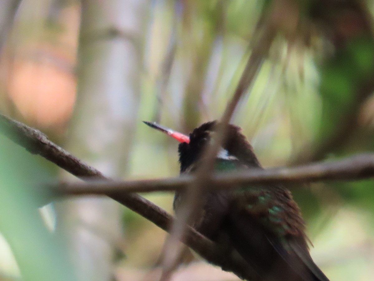 kolibřík bělouchý - ML619314773
