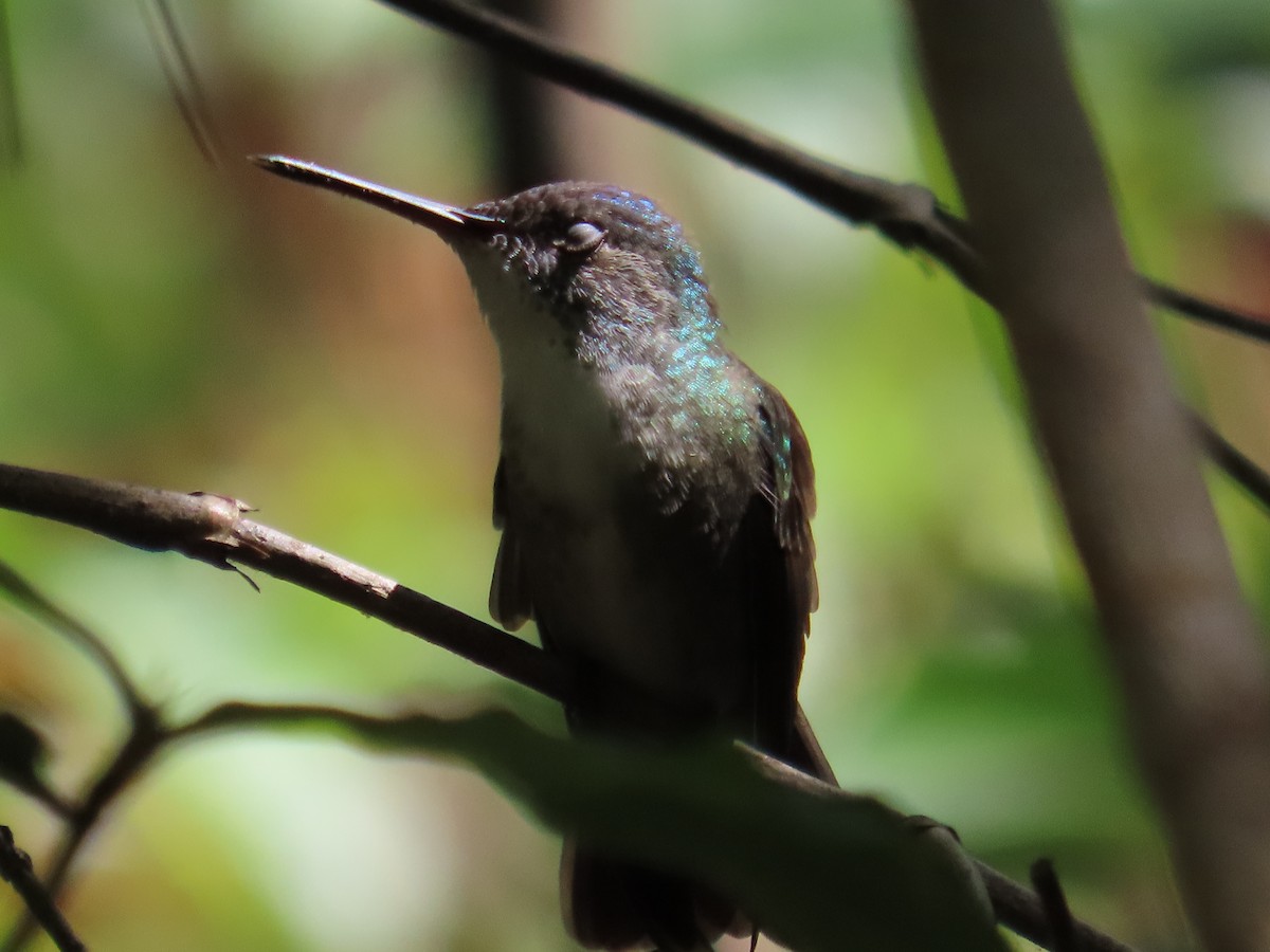 Azure-crowned Hummingbird - ML619314785