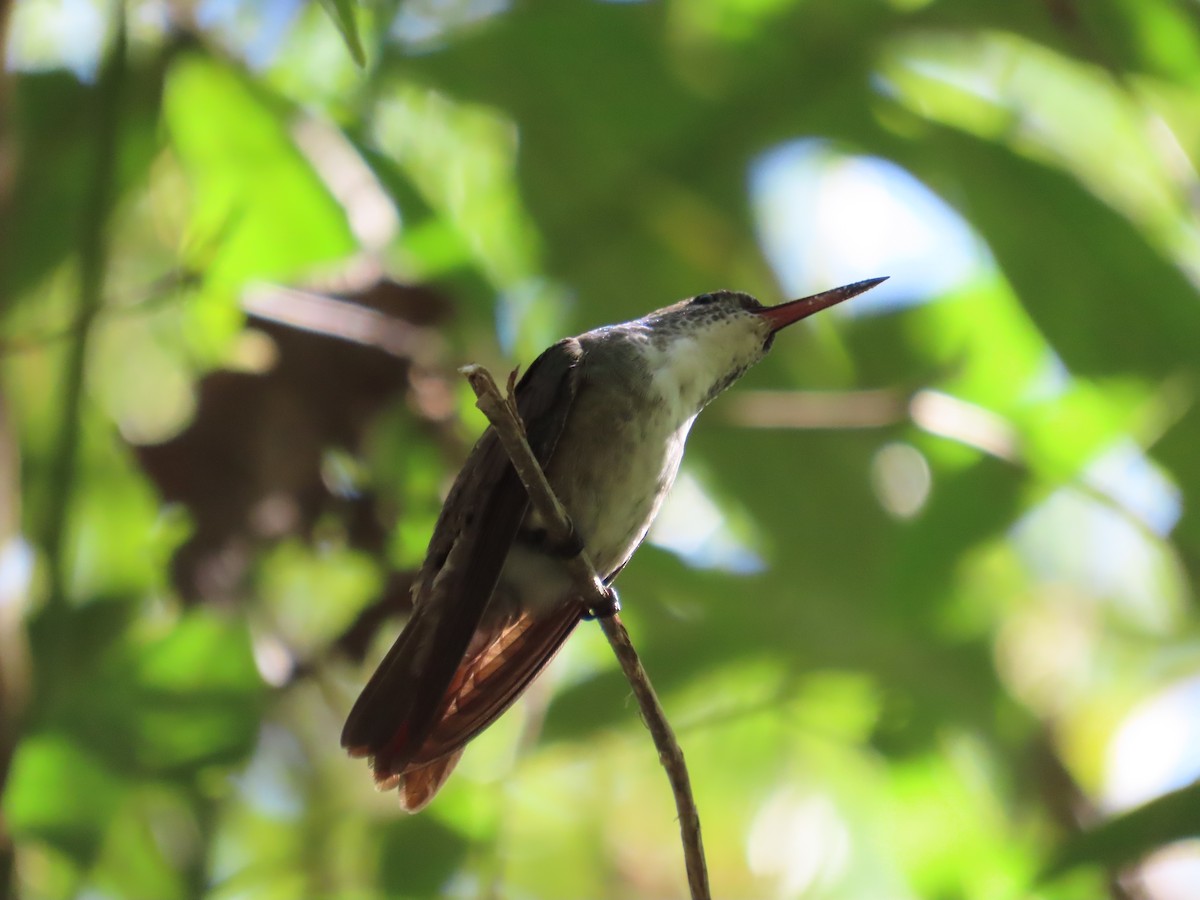 Azure-crowned Hummingbird - ML619314832