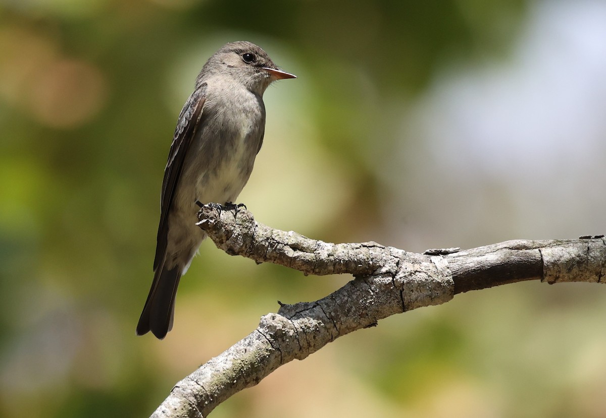 eBird Checklist - 19 May 2024 - Hopkins Wilderness Park - 16 species ...