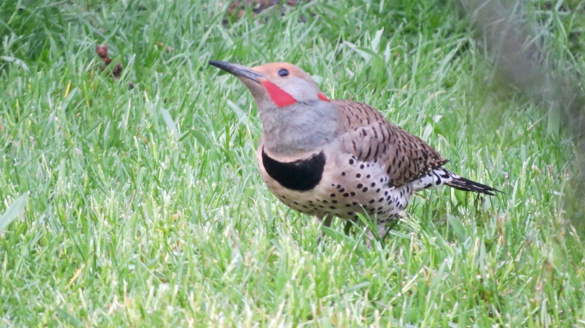 Northern Flicker (Yellow-shafted x Red-shafted) - ML619314861