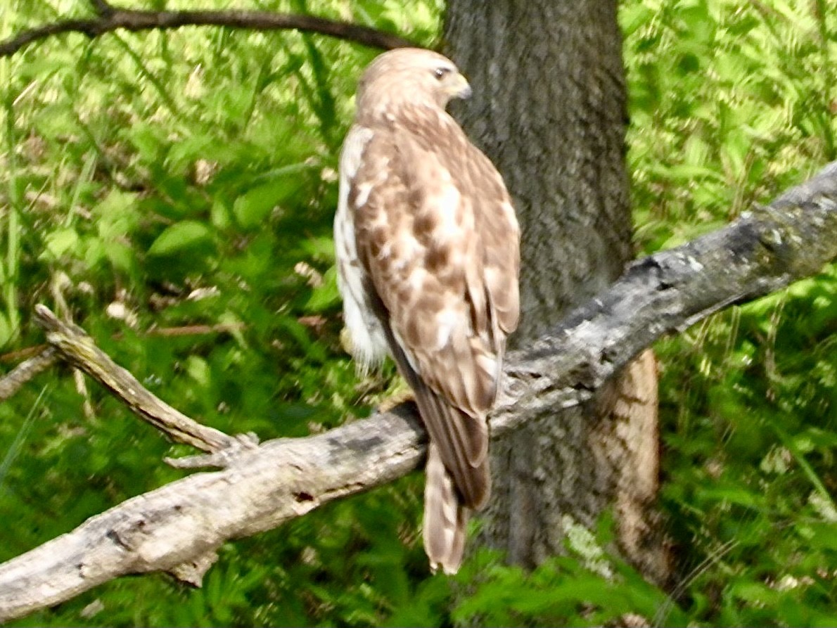 Red-tailed Hawk - ML619314891
