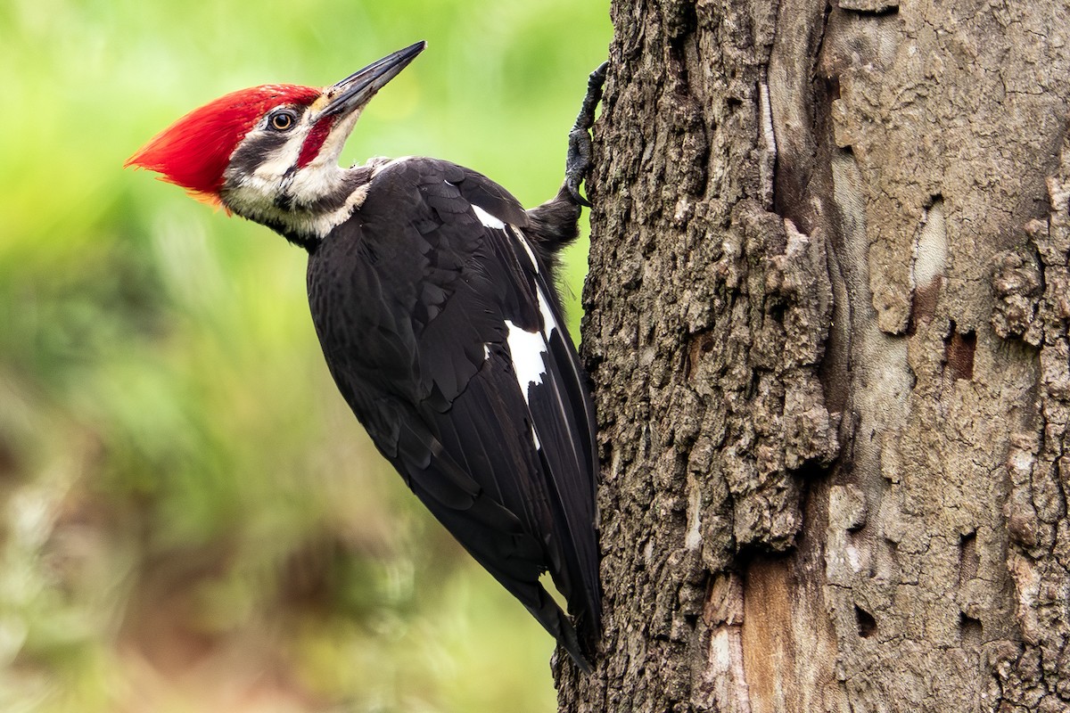 Pileated Woodpecker - ML619314900