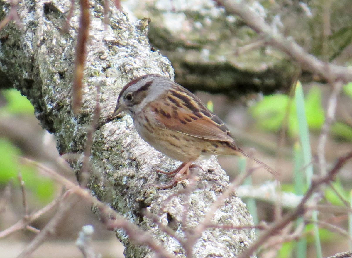 Swamp Sparrow - ML619314905