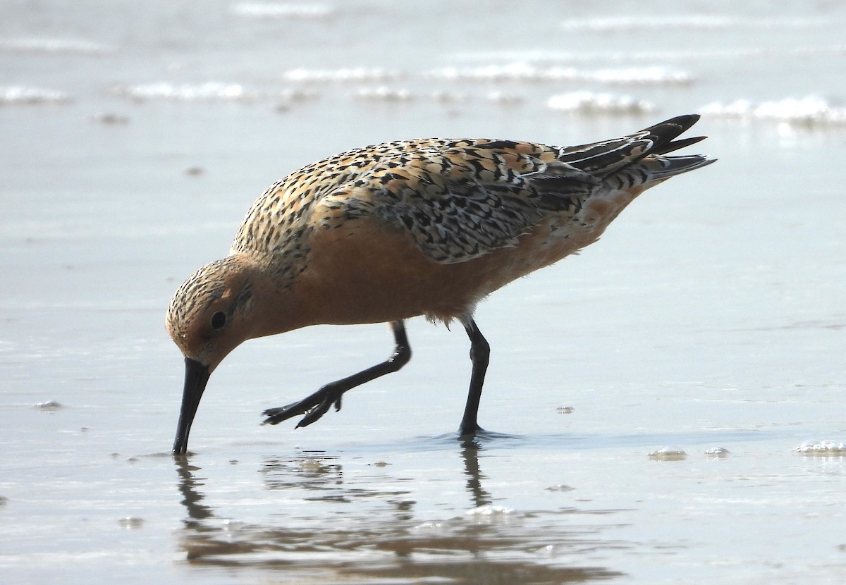 Red Knot - ML619314922