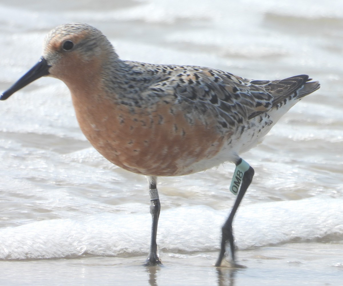 Red Knot - ML619314923
