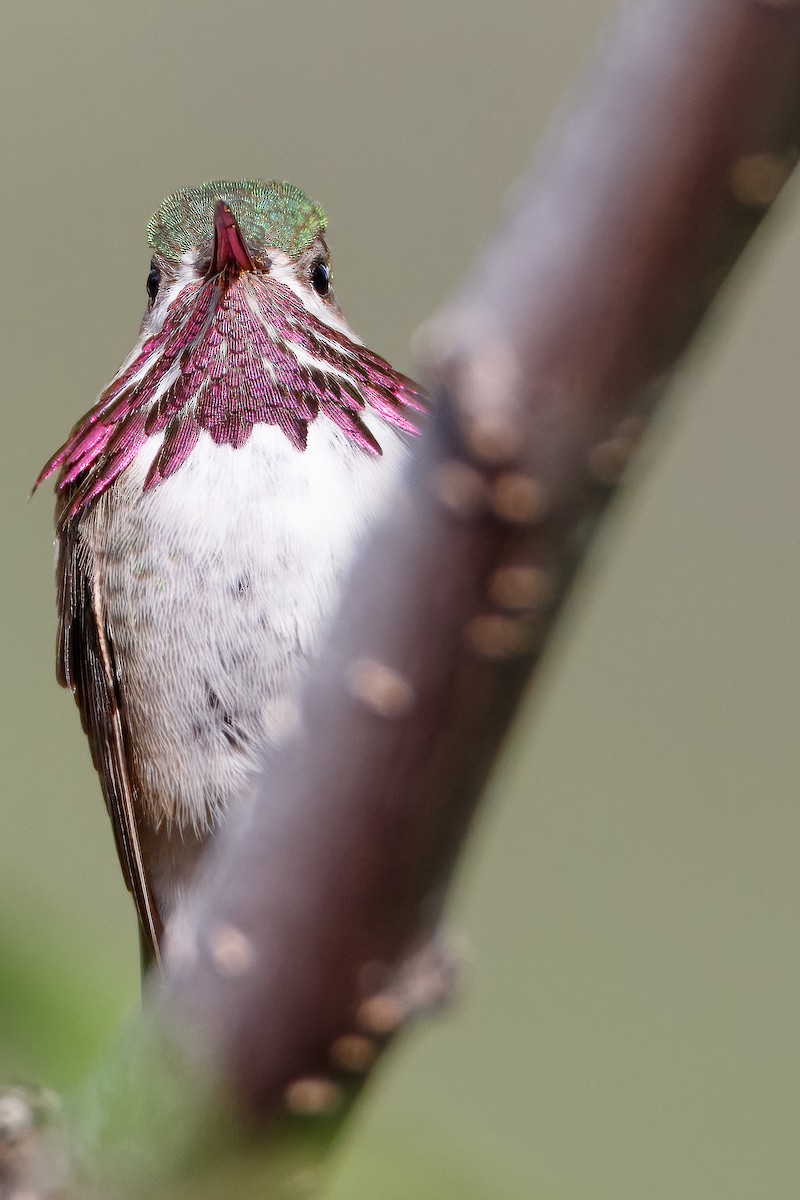 Calliope Hummingbird - ML619314976
