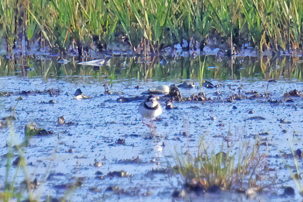 Semipalmated Plover - ML619314980