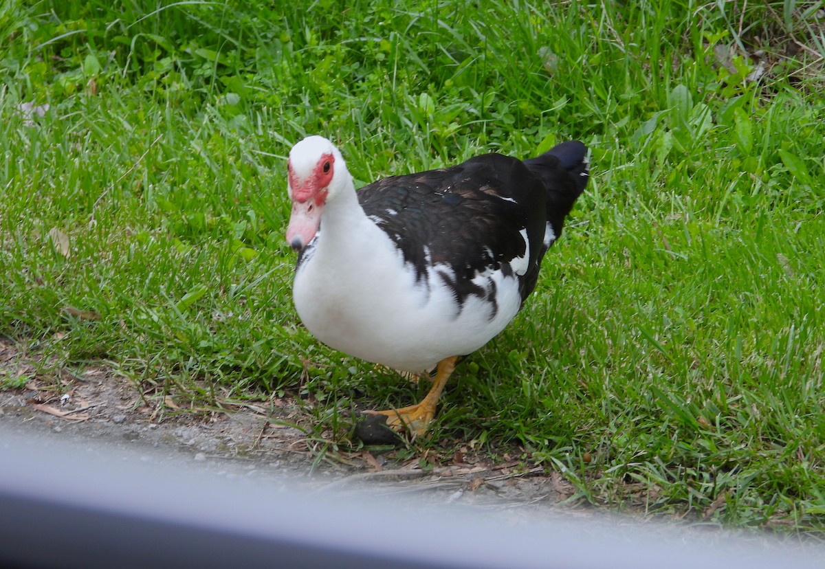 Muscovy Duck (Domestic type) - ML619314983