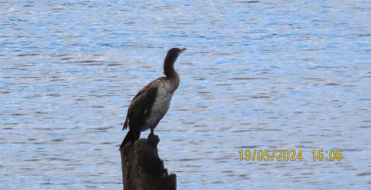 Great Cormorant (Australasian) - ML619315009
