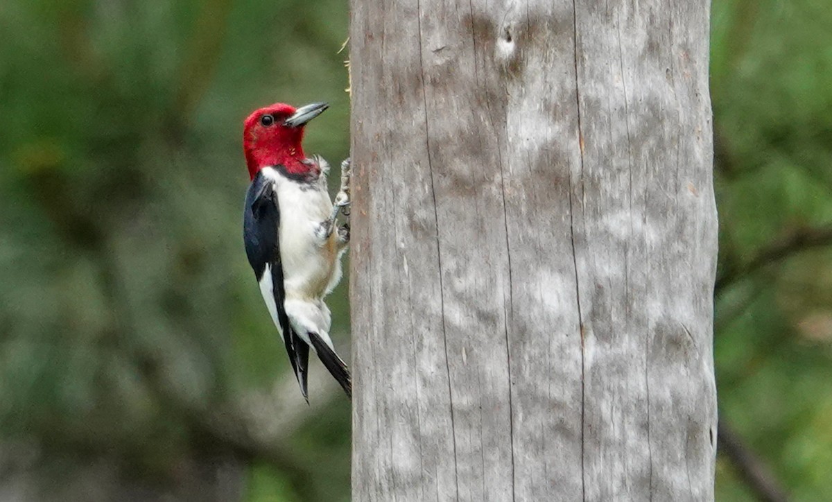 Red-headed Woodpecker - ML619315045