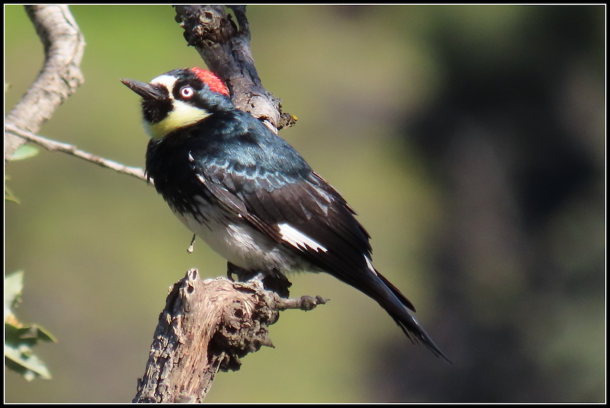 Acorn Woodpecker - ML619315047