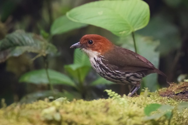 Chestnut-crowned Antpitta