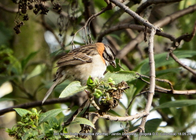 Rufous-collared Sparrow - ML619315109