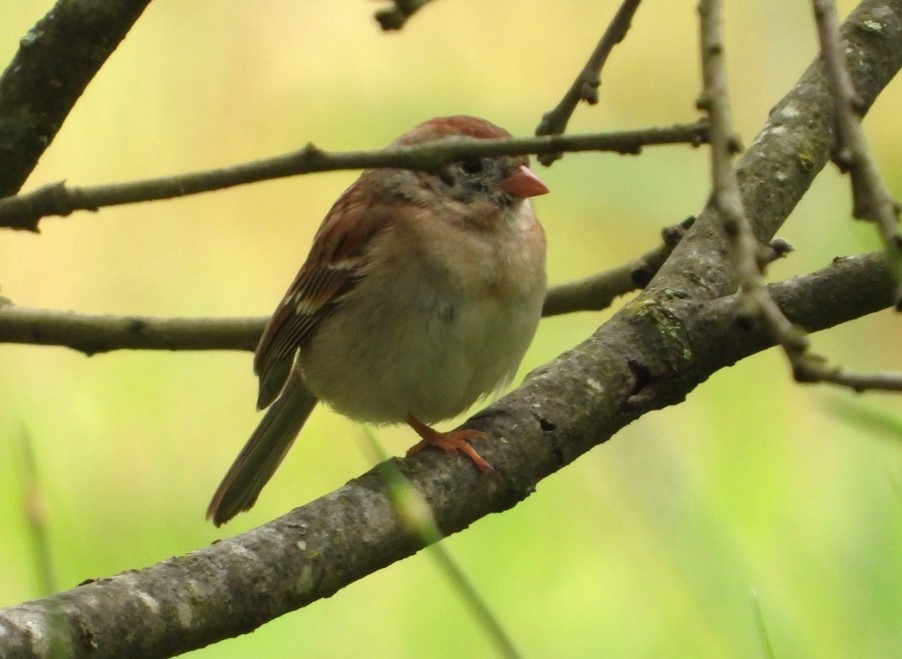 Field Sparrow - ML619315113