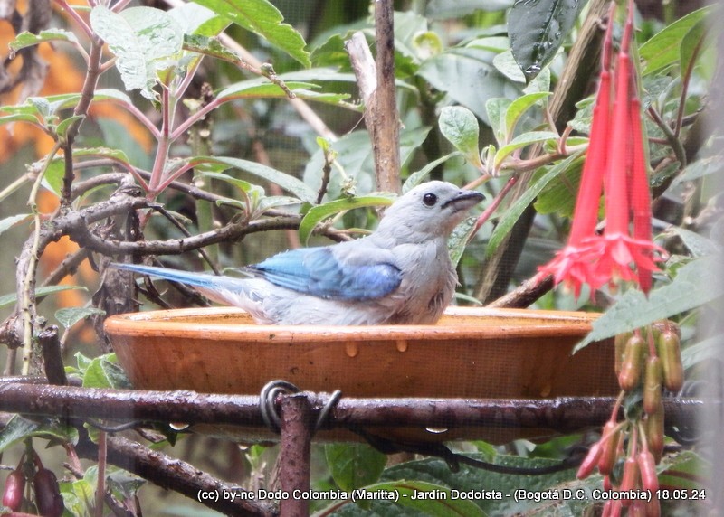 Blue-gray Tanager - ML619315179