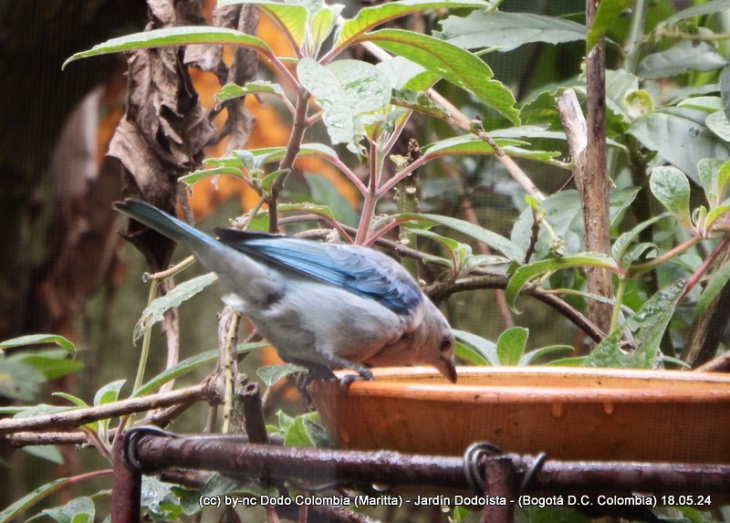 Blue-gray Tanager - ML619315180