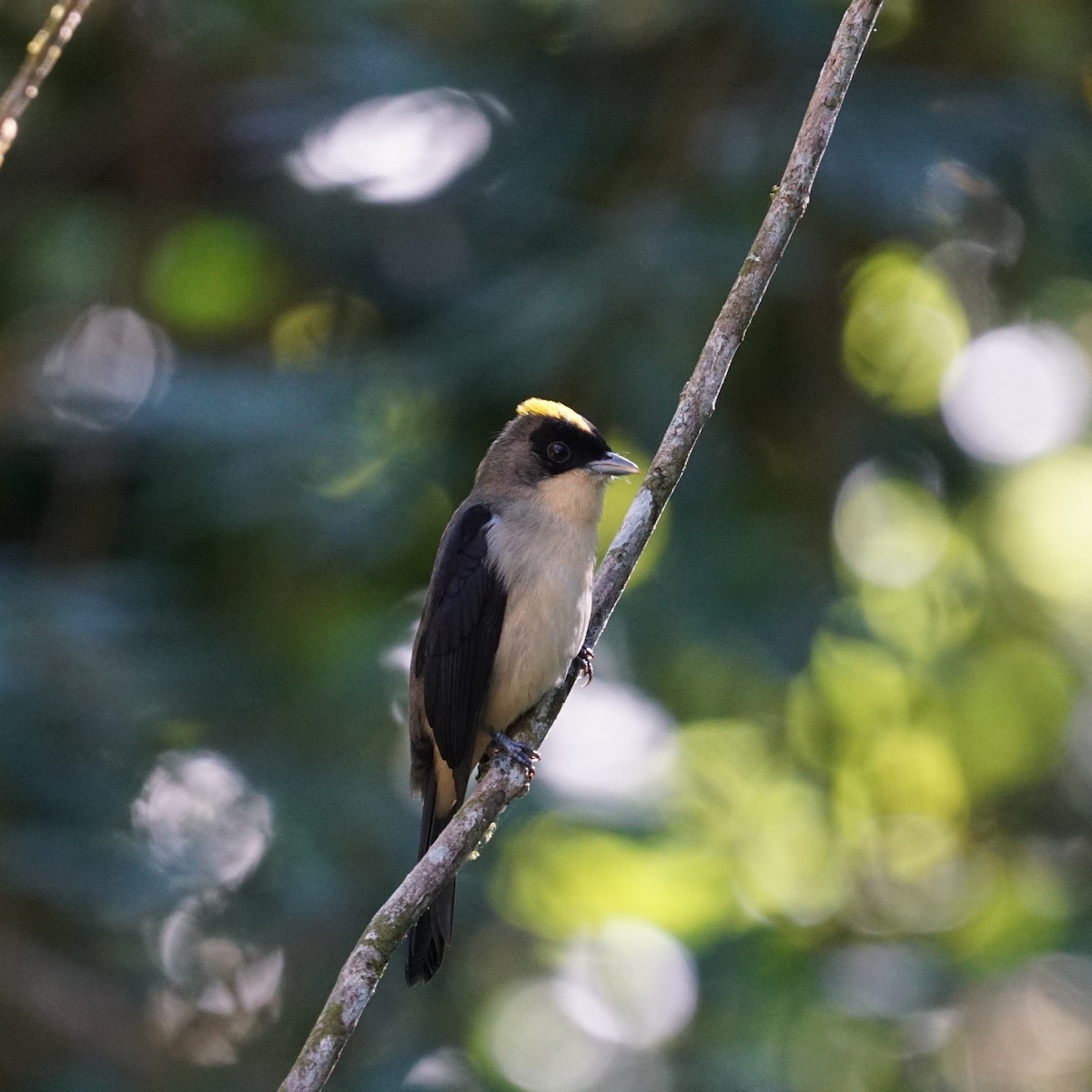 Black-goggled Tanager - ML619315183