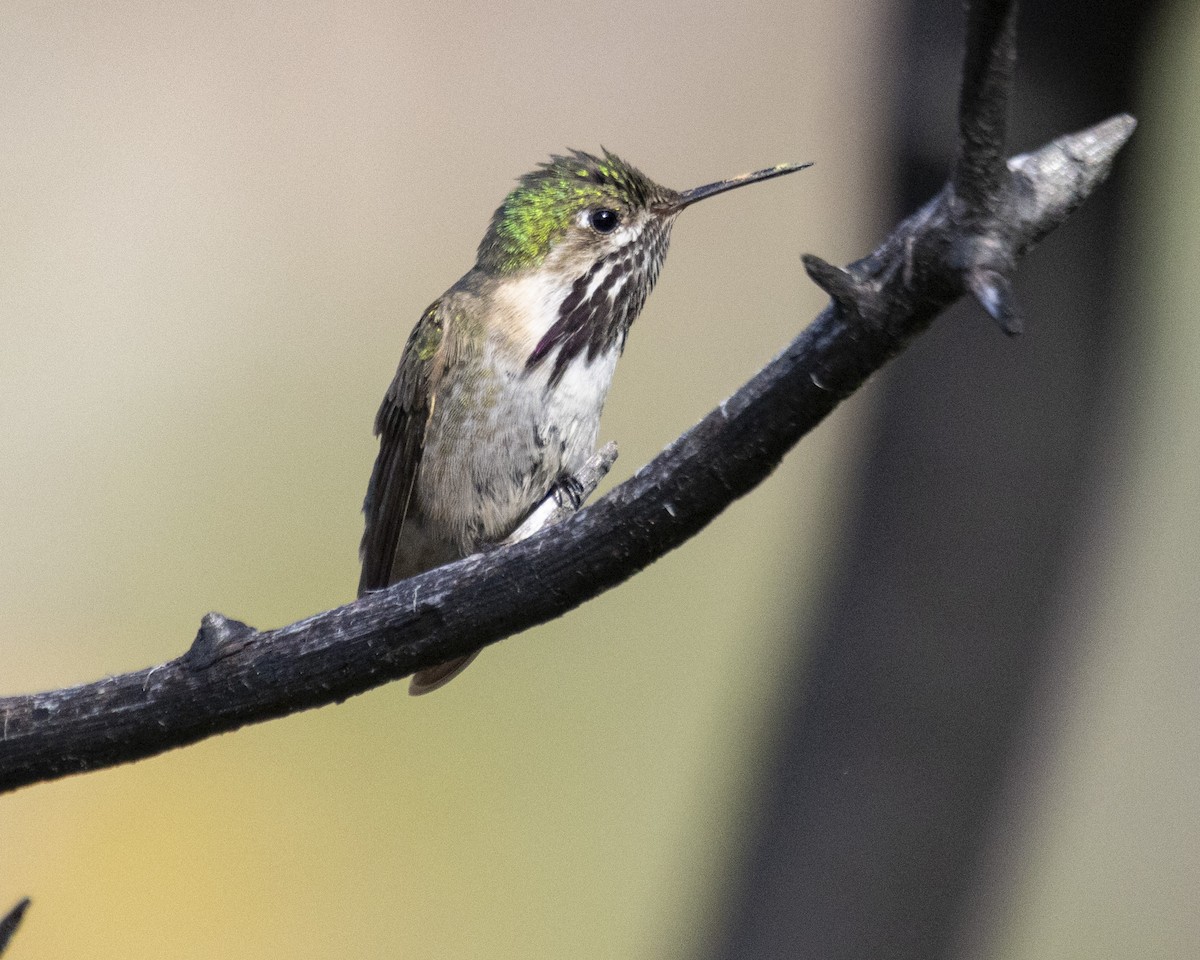 Calliope Hummingbird - ML619315238