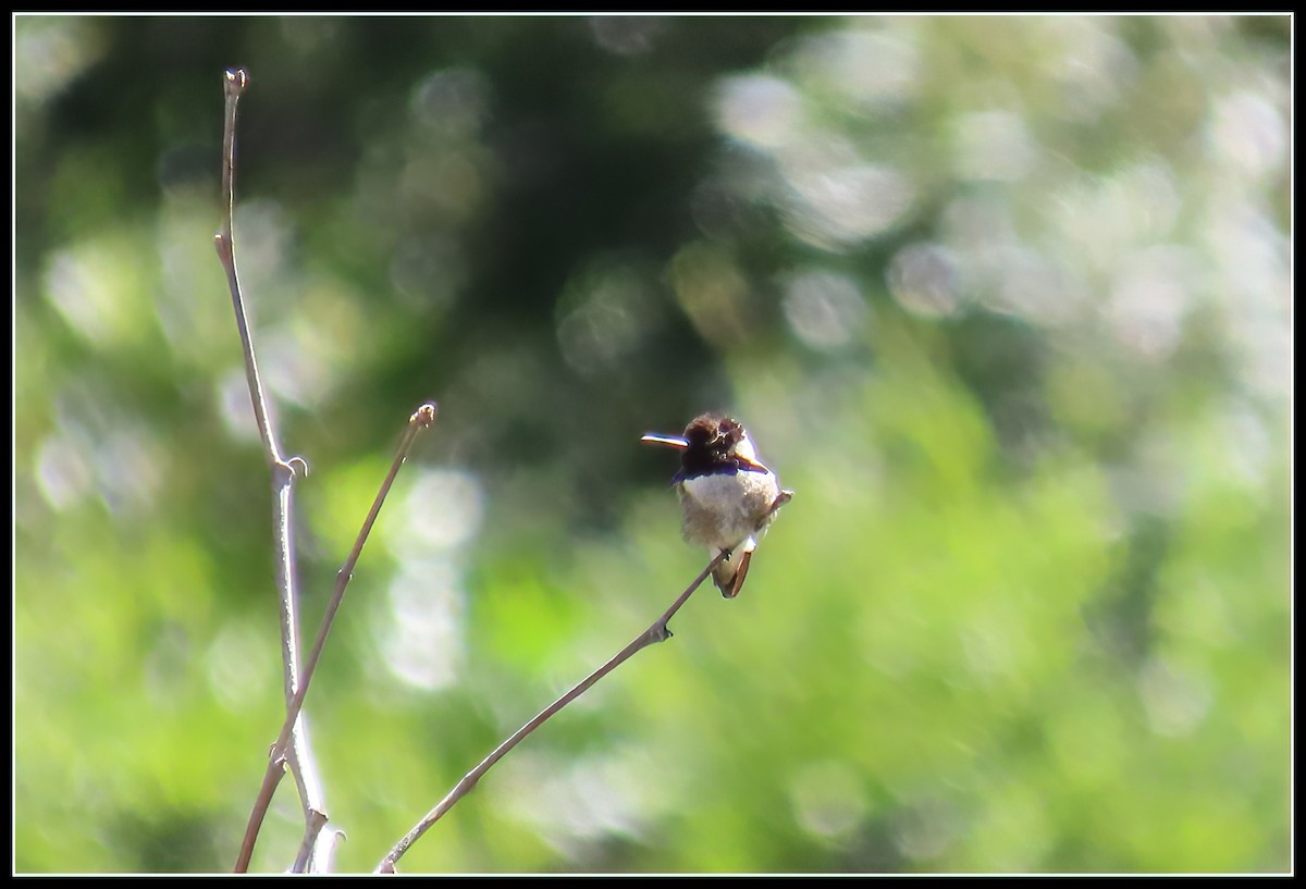 Costa's Hummingbird - ML619315259