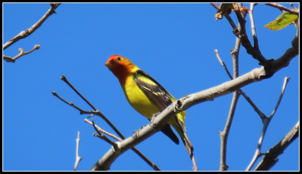 Western Tanager - ML619315268