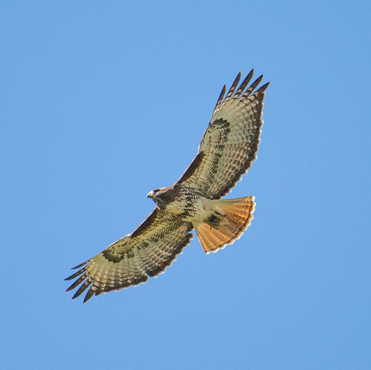 Red-tailed Hawk - ML619315290