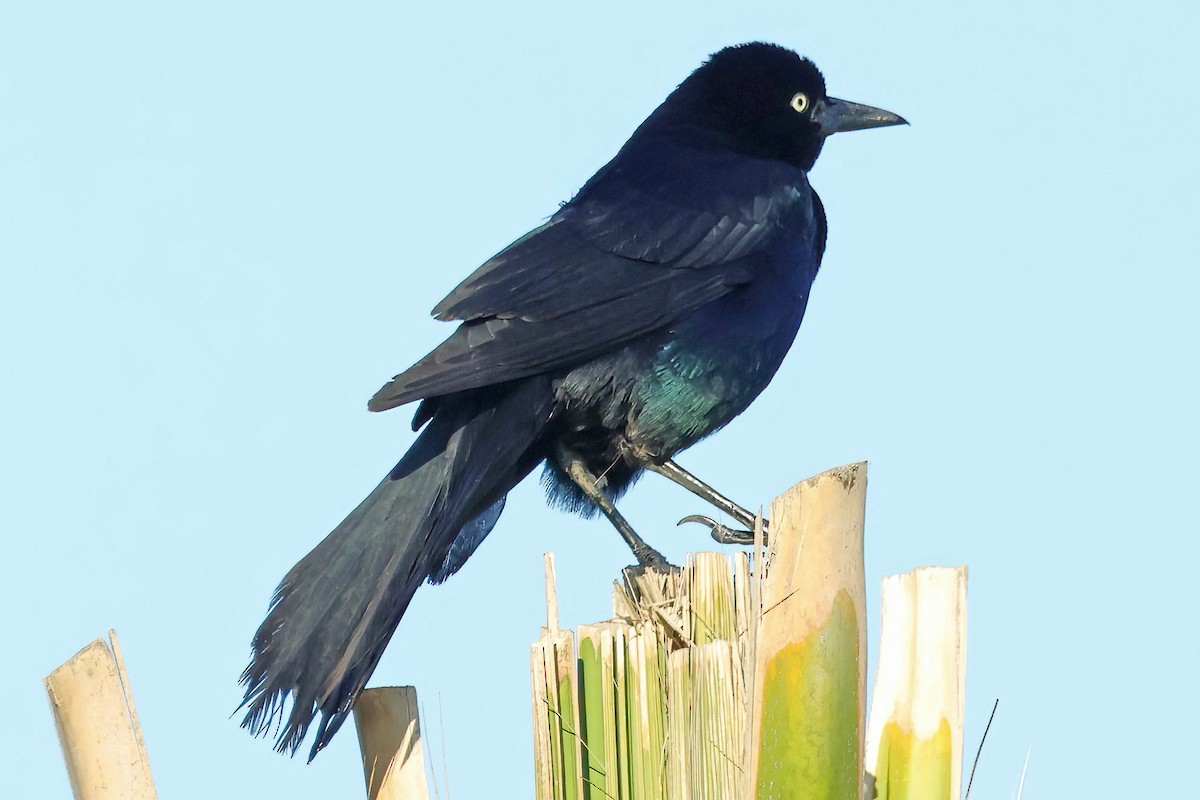 Boat-tailed Grackle - ML619315324