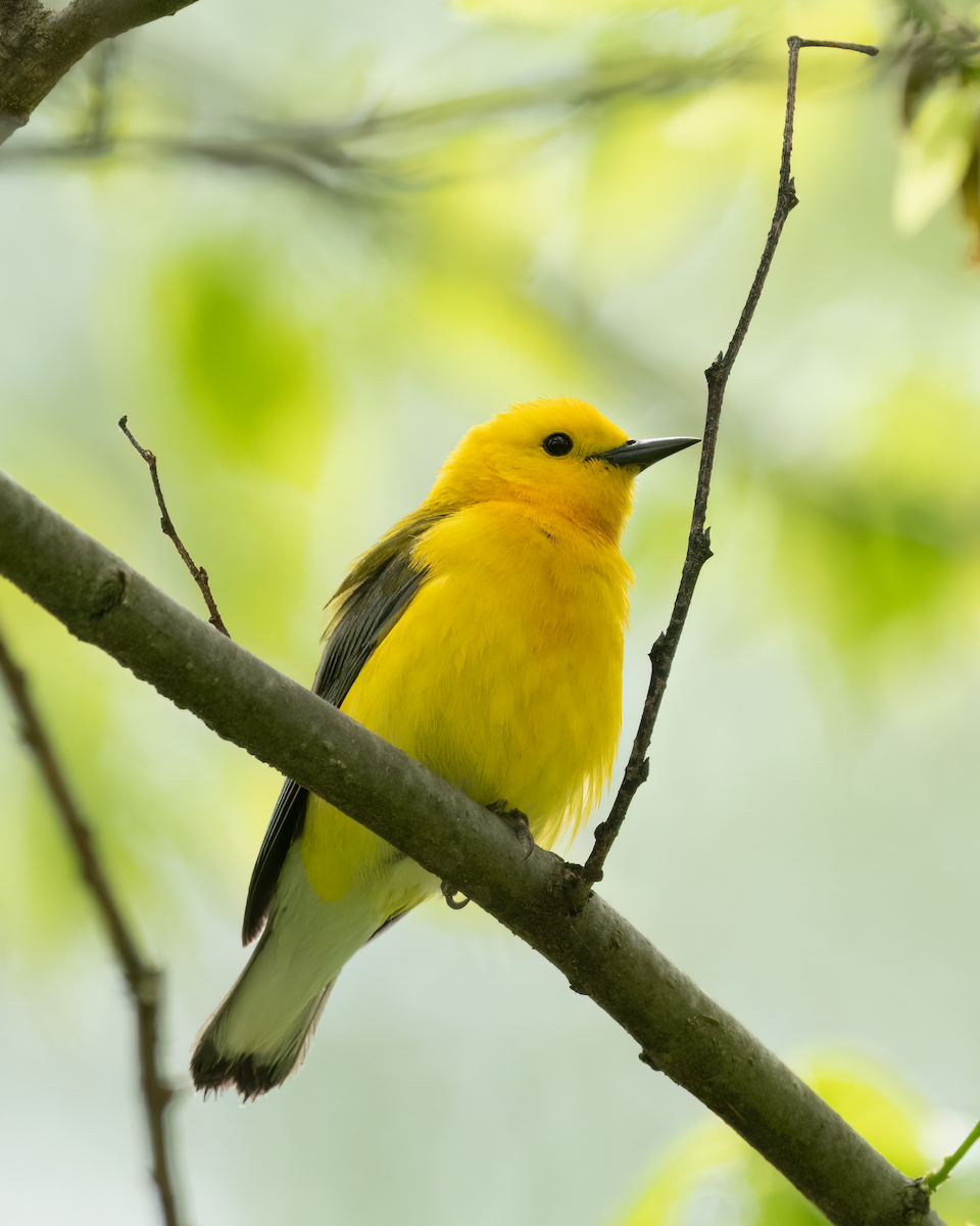 Prothonotary Warbler - ML619315357