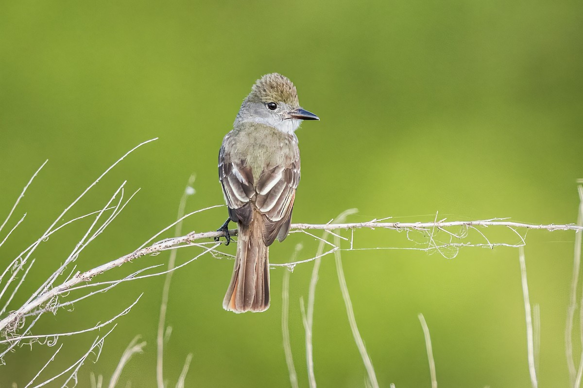 Great Crested Flycatcher - ML619315370