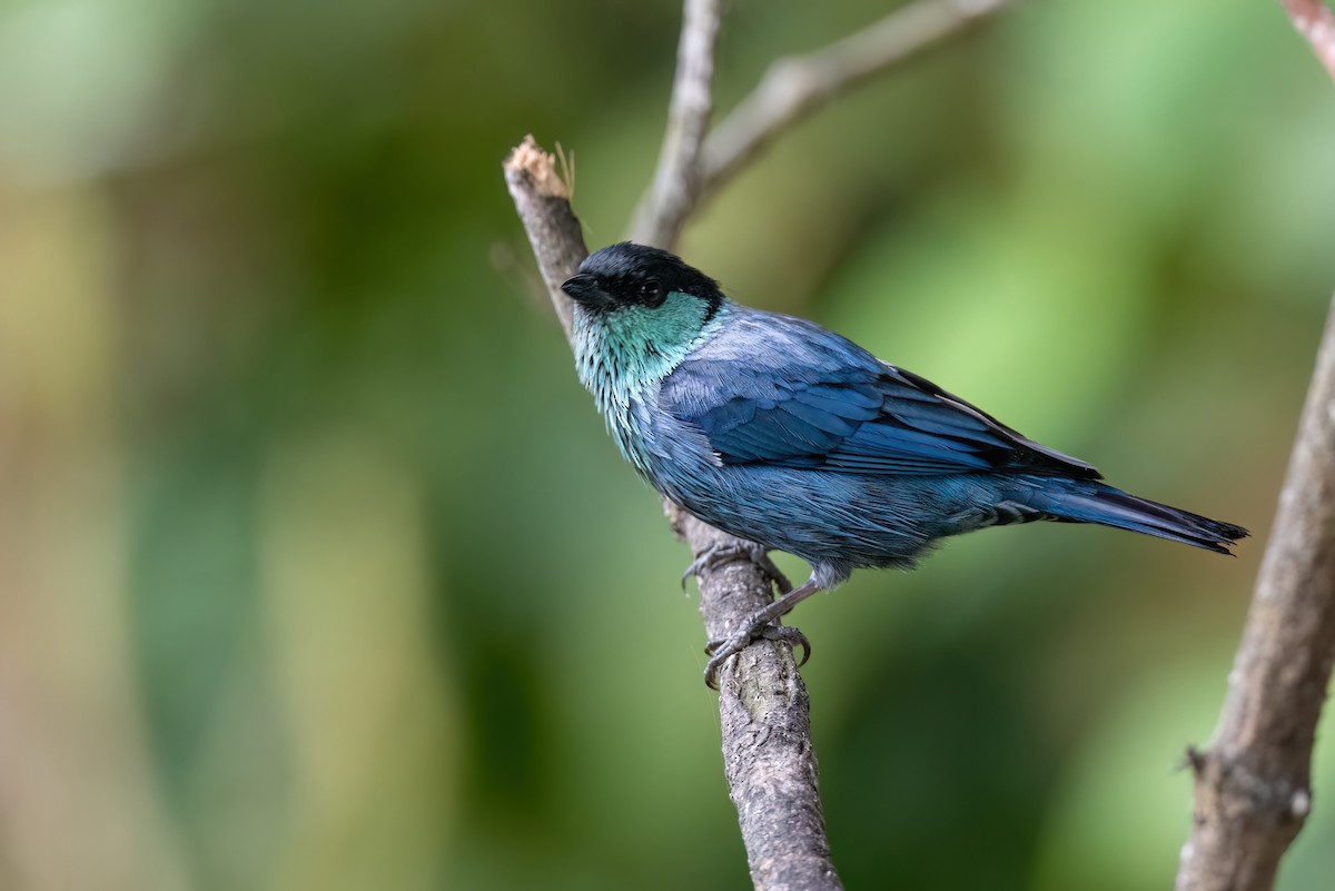 Black-capped Tanager - ML619315378