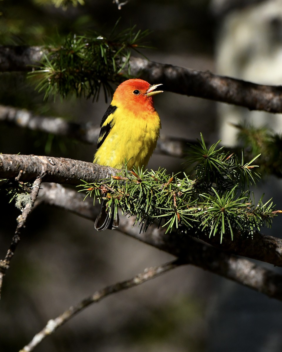 Western Tanager - ML619315381