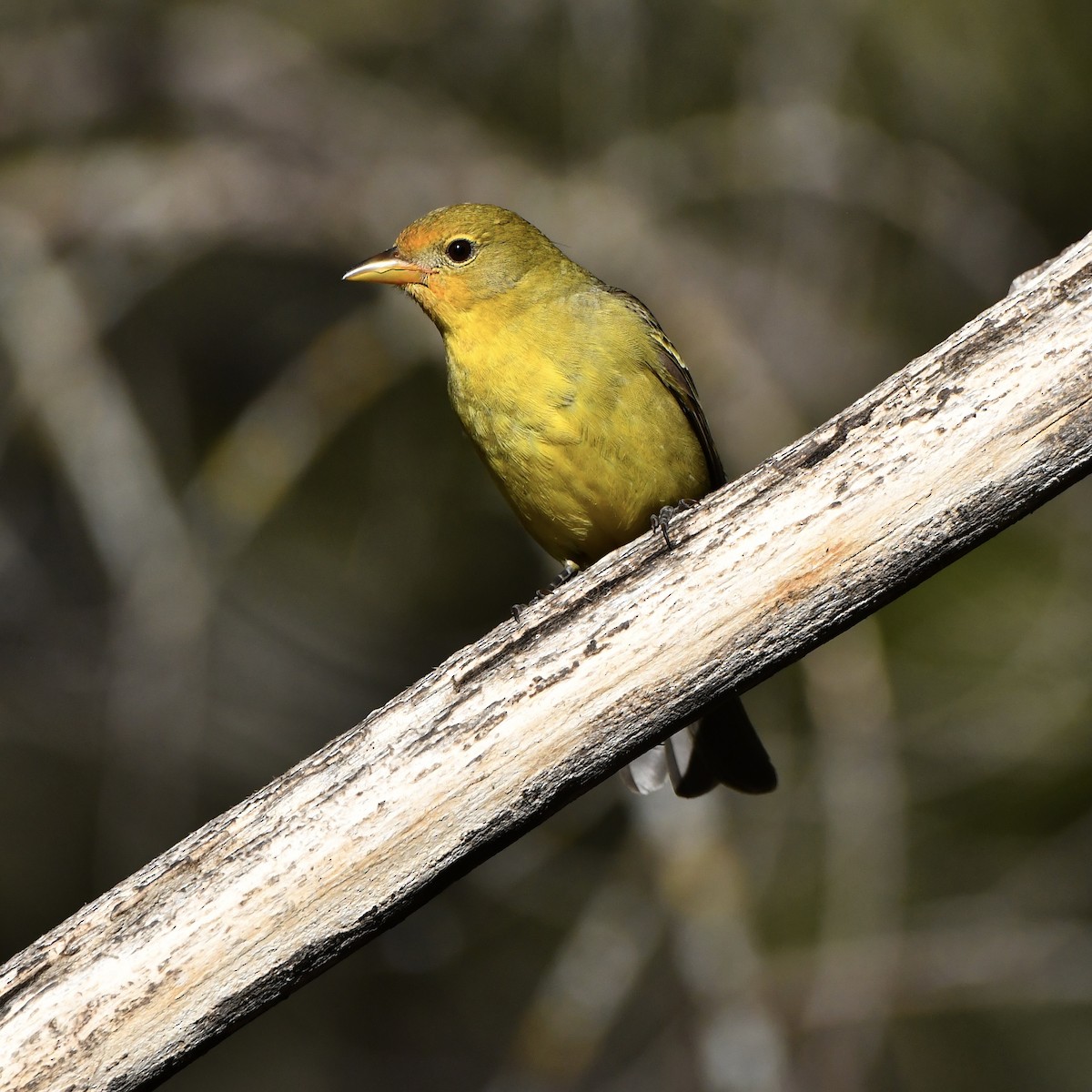 Western Tanager - ML619315386